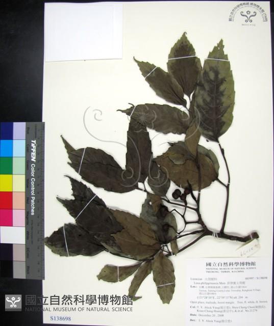 菲律賓火筒樹藏品圖，第1張