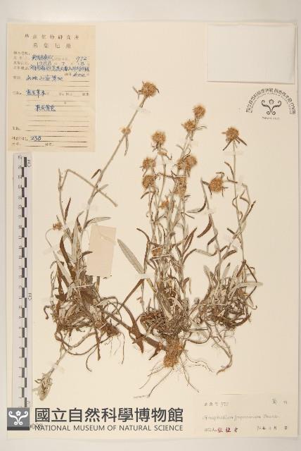 父子草、天青地白藏品圖，第1張