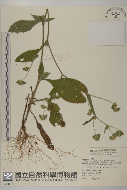 地膽草、毛蓮菜藏品圖，第1張