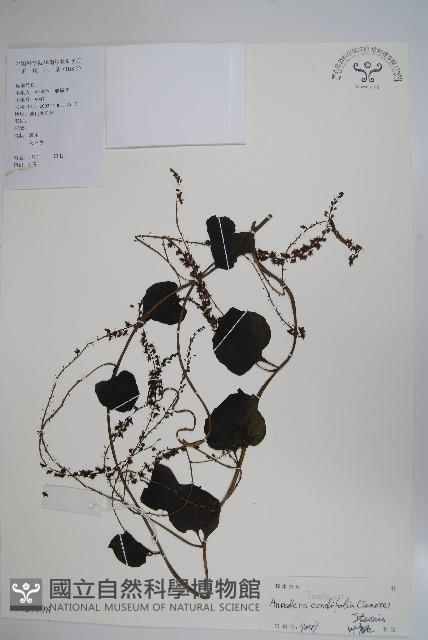 洋落葵、心葉落葵藏品圖，第1張