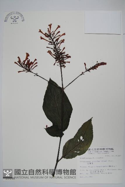 紅樓花藏品圖，第1張