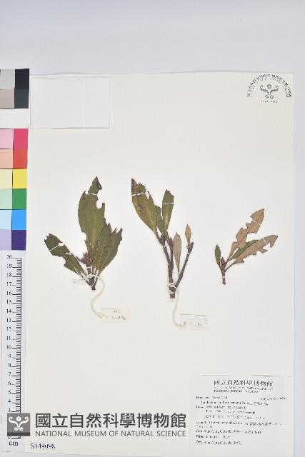 臺灣杜鵑藏品圖，第1張