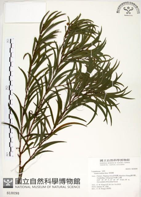 相思樹藏品圖，第1張