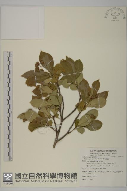 厚葉衛矛, 源一木藏品圖，第1張