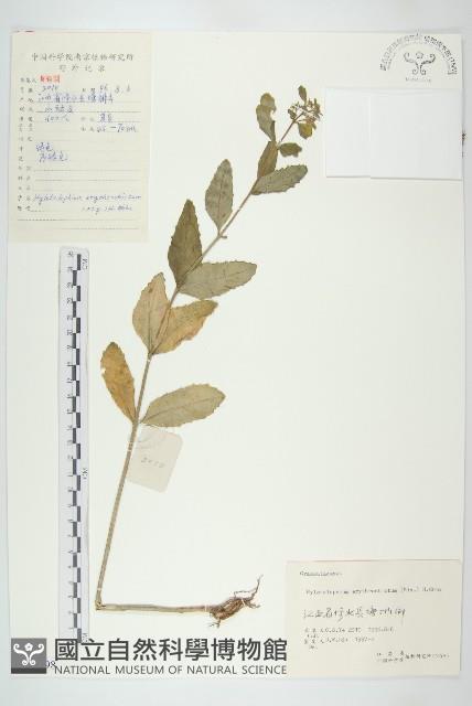 八寶藏品圖，第1張