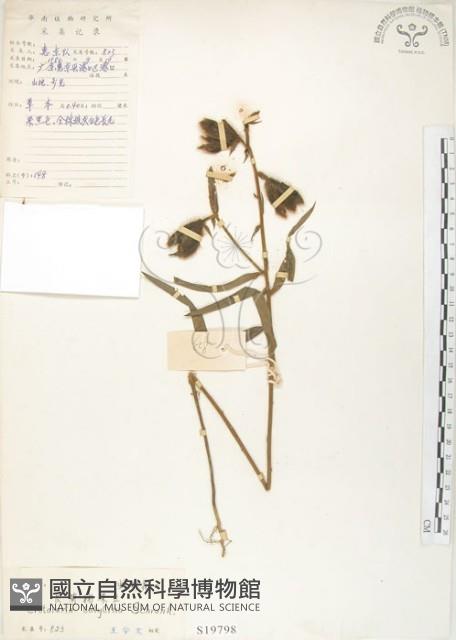 長萼野百合藏品圖，第1張