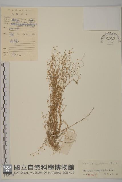 無心菜、鵝不食草藏品圖，第1張