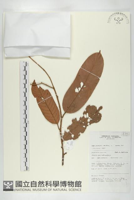 登錄號:S069798藏品圖，第1張