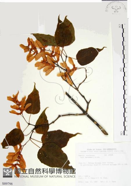 尖葉槭藏品圖，第1張