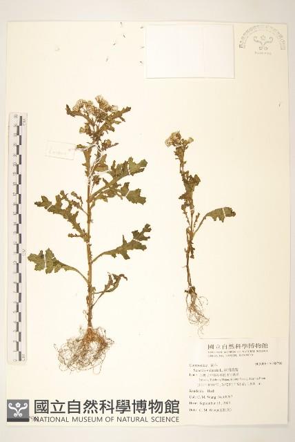 歐洲黃菀藏品圖，第1張