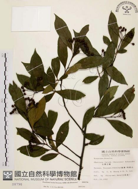 臺灣石楠藏品圖，第1張