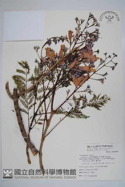 藍花楹藏品圖，第1張