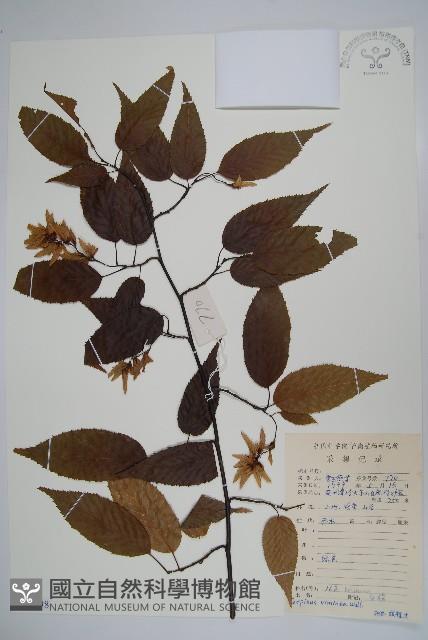 雷公鵝耳櫪藏品圖，第1張