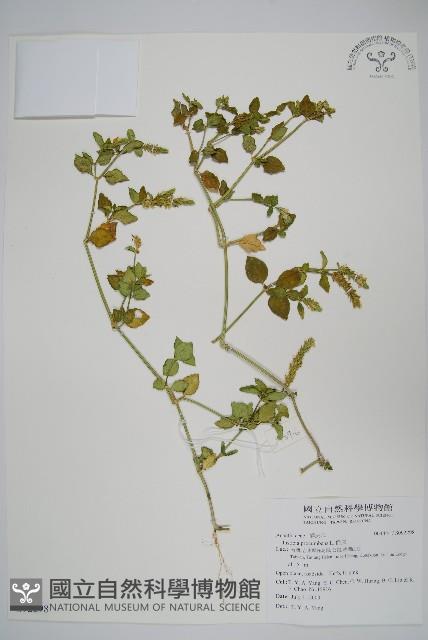 爵床藏品圖，第1張