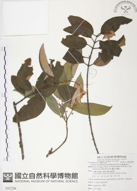 杜鵑桑寄生藏品圖，第1張