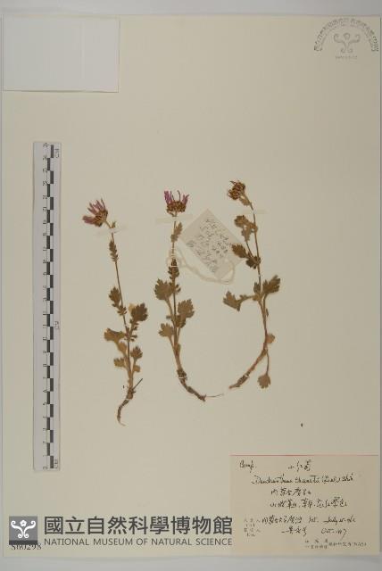 小紅菊藏品圖，第1張