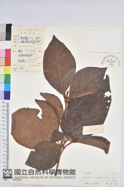 登錄號:S029298藏品圖，第1張