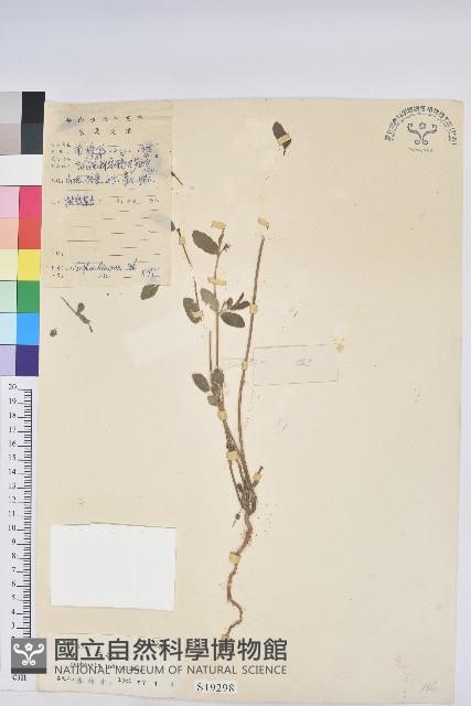 通奶草藏品圖，第1張