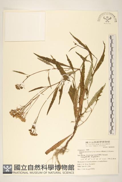 黃菀藏品圖，第1張