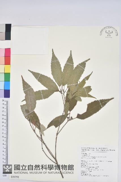 狹葉櫟藏品圖，第1張