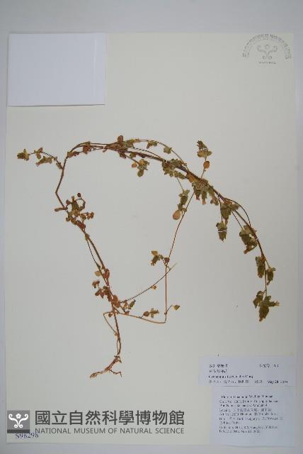 束花藍鐘花藏品圖，第1張