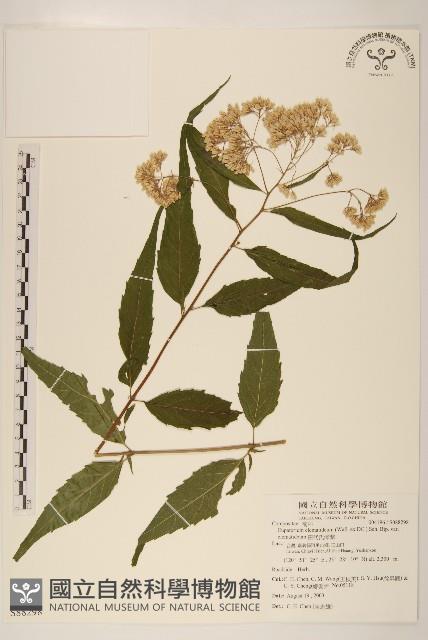 田代氏澤蘭藏品圖，第1張