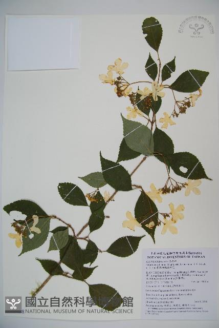 臺灣蝴蝶戲珠花、臺灣蝴蝶花藏品圖，第1張