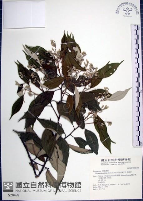 紅皮、葉下白、赤仔尾藏品圖，第1張