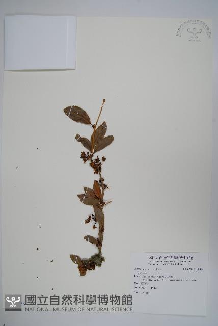 臺灣小蘗藏品圖，第1張