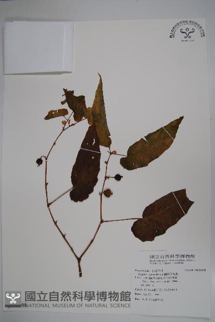 圓果秋海棠藏品圖，第1張