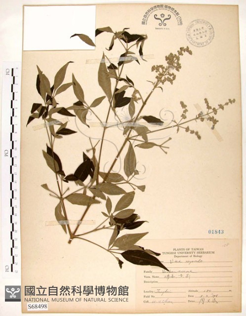 黃荊藏品圖，第1張