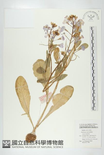 蘿蔔、夢卜藏品圖，第1張