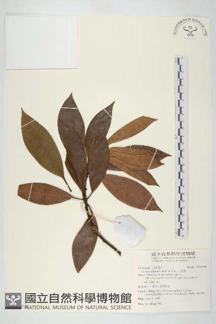 山茱萸藏品圖，第1張