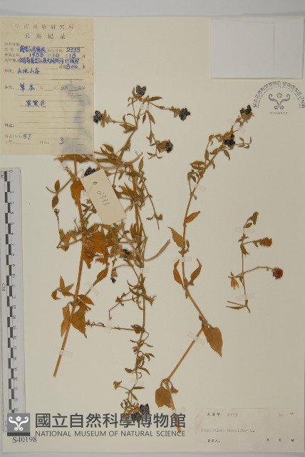 狗筋蔓藏品圖，第1張