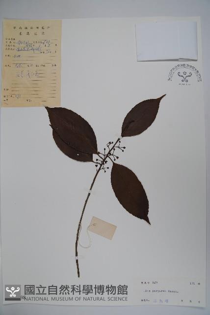 冬青藏品圖，第1張