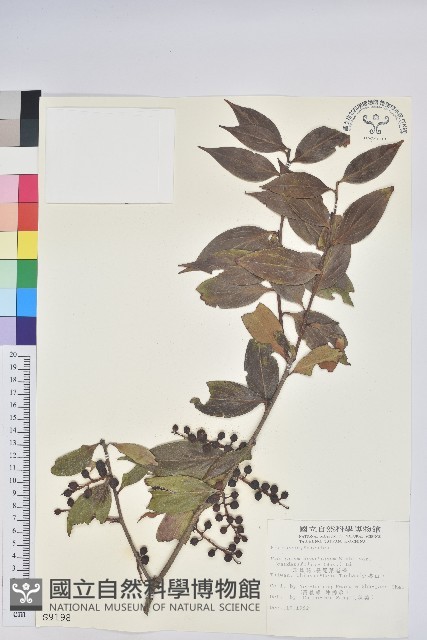 珍珠花、長尾葉越橘藏品圖，第1張