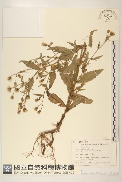 毛蓮菜藏品圖，第1張