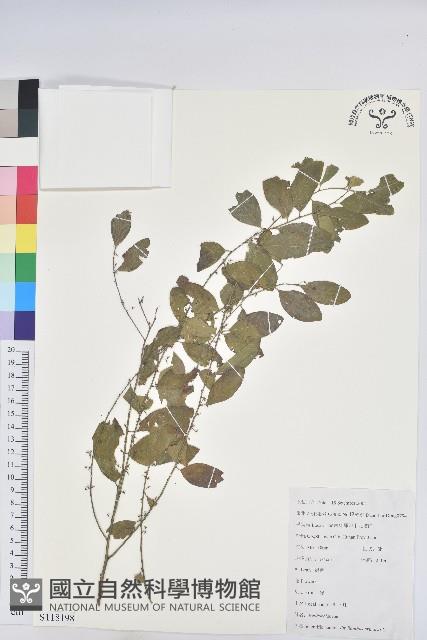 葉下珠、珠仔草藏品圖，第1張