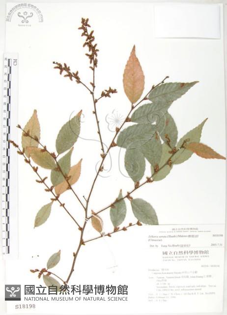 櫸、雞油藏品圖，第1張