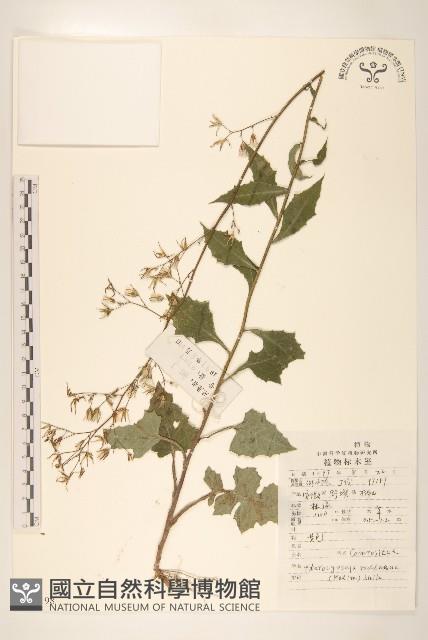 毛脈翅果菊藏品圖，第1張