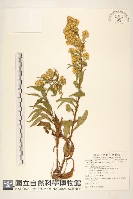 一枝黃花藏品圖，第1張