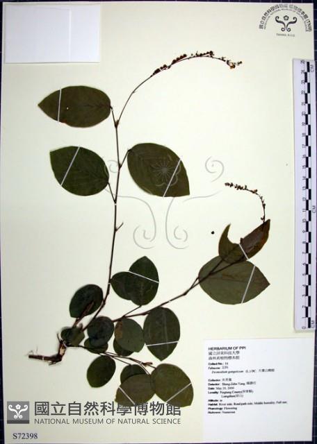 大葉山螞蝗藏品圖，第1張