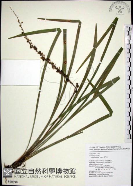 麥門冬藏品圖，第1張