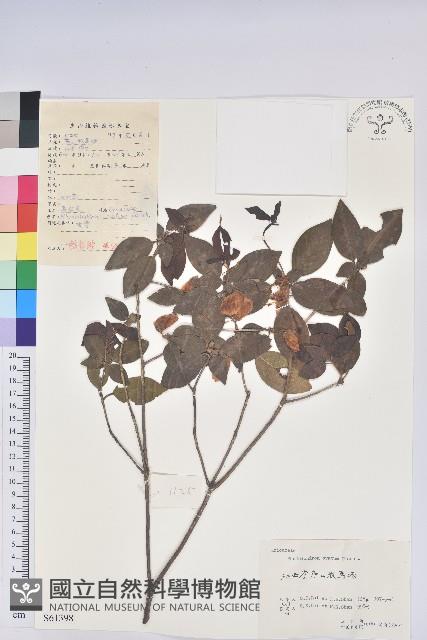 Eggleaf Rhododendron Collection Image
