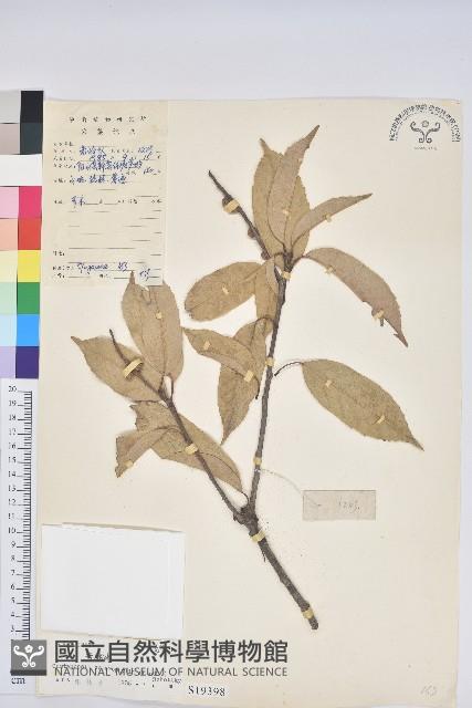 苦櫧栲藏品圖，第1張