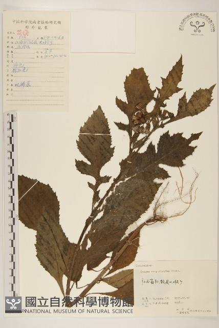 野茼蒿藏品圖，第1張