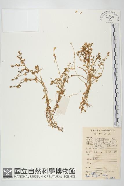 珠芽佛甲草藏品圖，第1張