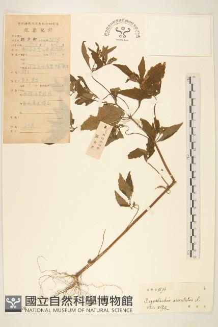 Accession Number:S038398 Collection Image, Figure 1, Total 3 Figures