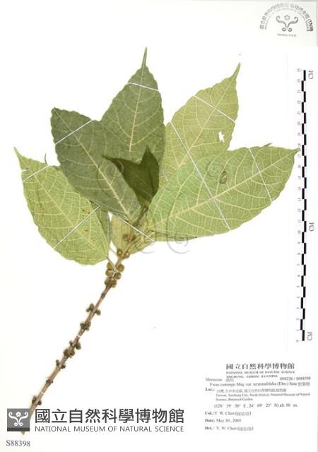 對葉榕藏品圖，第1張