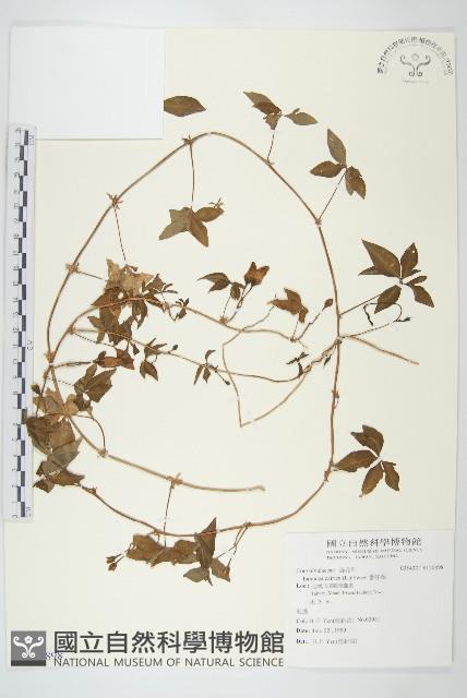 番仔藤藏品圖，第1張